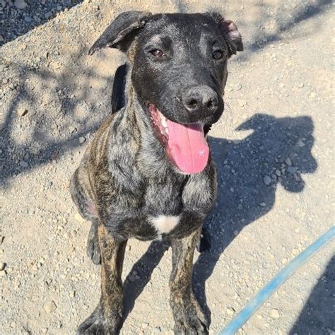 Orion » Kanarenhunde e.V.