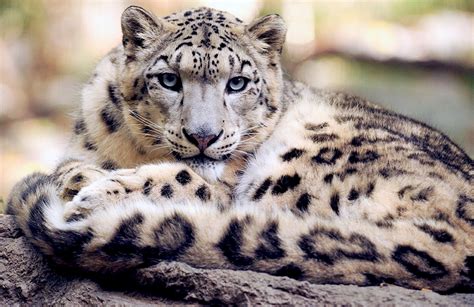Leopardo de las nieves: la guía de este felino en peligro de extinción