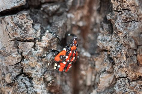 The Invasive Spotted Lanternfly — Todd Henson Photography