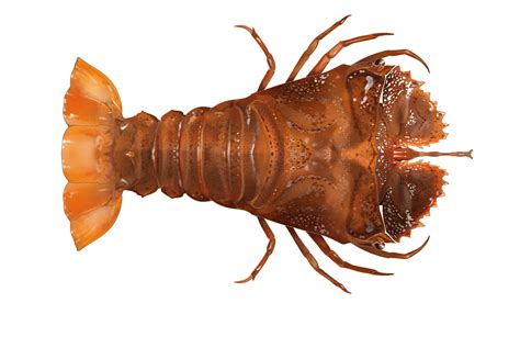 Types Of Lobster