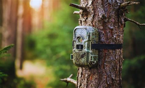A long-lost creature captured on trail camera in an unexpected location ...