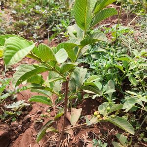 Celebrating Lives, Sustaining Lands: Novo Nordisk GBS (Global Business ...