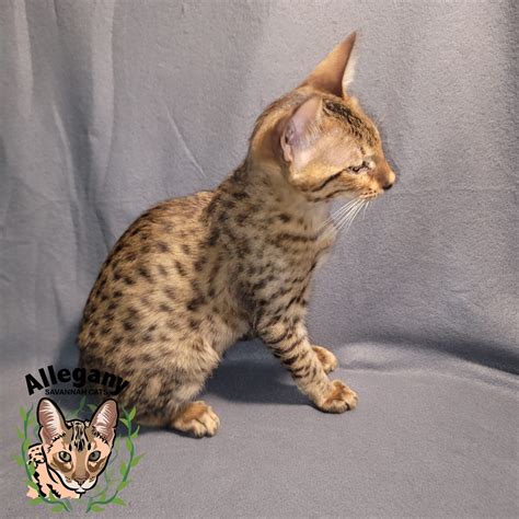 F4 3 – Allegany Savannah Cats