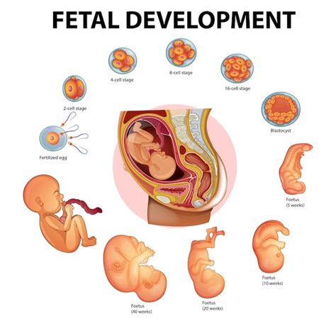 Image result for Process of Human Embryonic Development