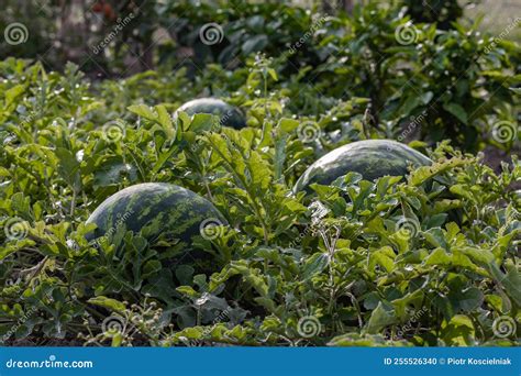 Organic Watermelon Cultivation in the Countryside, Organic Food Agriculture, Poland Stock Photo ...