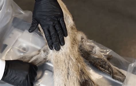 CWD Sampling 的图像结果