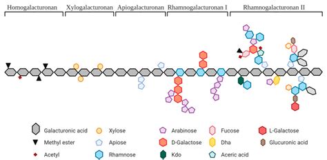Image result for Pectin Structure