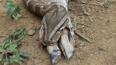 Python Swallow an Impala Whole 的图像结果