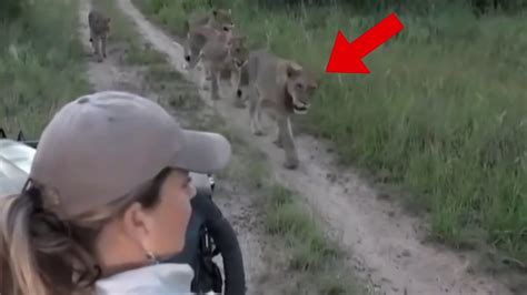 Image result for Terrifying Lion Encounters