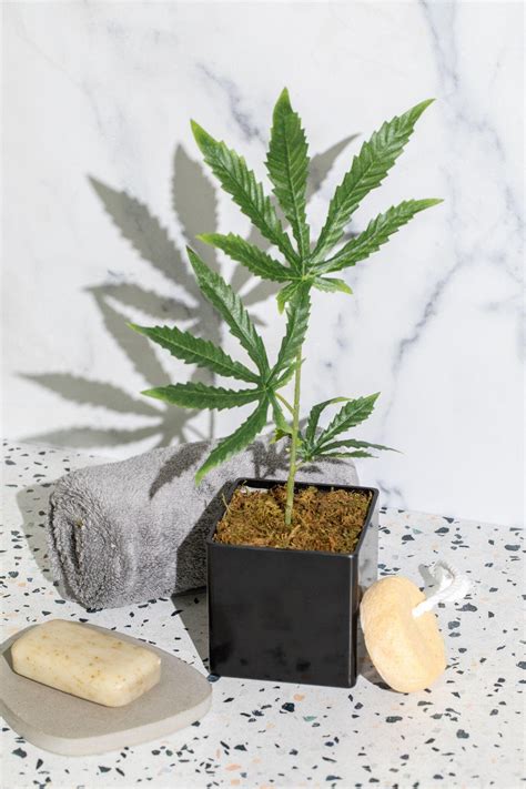 15" Fake Weed Plant Decor - Lifelike Cannabis Leaf in Black Pot - 420 ...