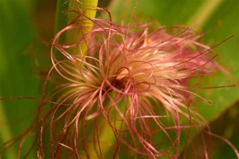 Fiber Spider Crochet Tutorials 的图像结果