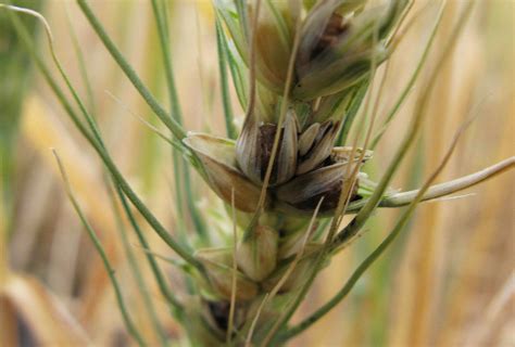 Dwarf bunt - Prevention, Control and Damage