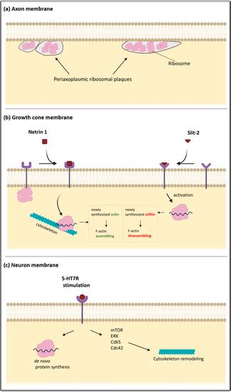 Cross Talk at the Cytoskeleton–Plasma Membrane Interface: Impact on ...