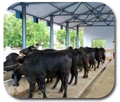 Livestock:: Cattle:: Selection Animal Husbandry :: Home