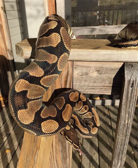 Image result for Large Ball Python