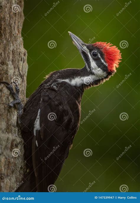 Woodpeckers In Florida