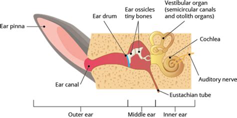 External morphology of the rabbit — lesson. Science State Board, Class 10.