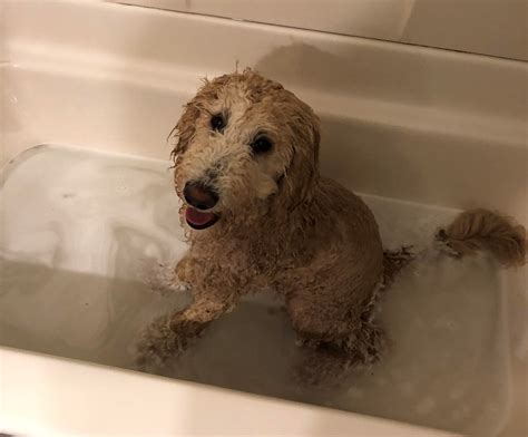 Shaving a Goldendoodle - Step by Step Guide! 17 | Shaved goldendoodle ...
