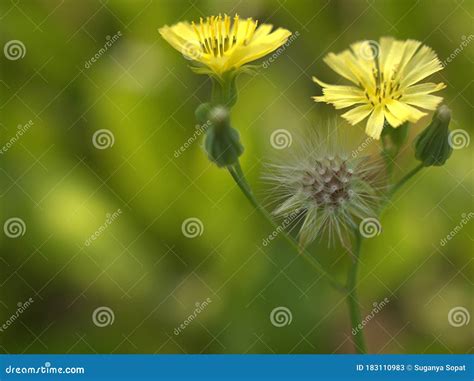 Closeup Yellow Oriental False Hawksbeard in Garden Stock Image - Image ...