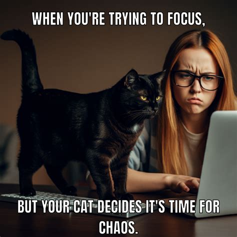 51 Funniest Cat Jokes You Need to Laugh Now - QuillWords