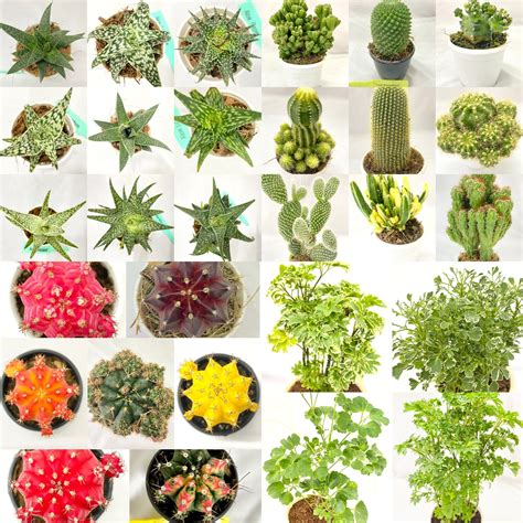 Collections – Dream Green