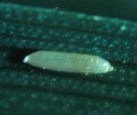 ORGANIC FARMING :: Pest Management of Agricultural Crops