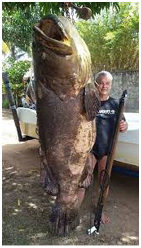 West African Goliath Grouper: Where Are They between Senegal and Angola?