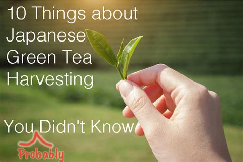 Everything You Need To Know About Sencha Green Tea - JapaneseGreenTea.in