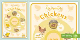 Chick Age Chart | Life Cycle Resource | Twinkl USA