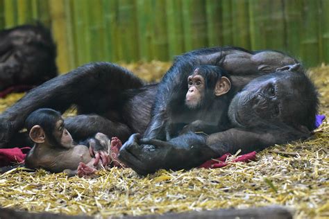 Chimpanzee | The Maryland Zoo