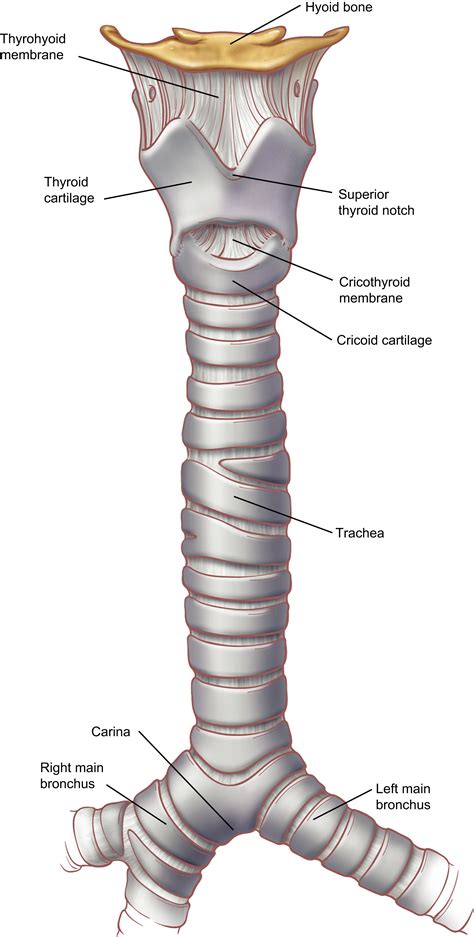 Anatomy of the Trachea, Carina, and Bronchi - Thoracic Surgery Clinics