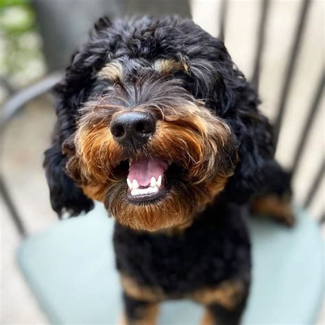Rottie-poo and Rottle Guide (Rottweiler Poodle Mix) - We Love Doodles