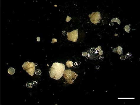 Study investigates how microplastics harm organisms in coastal areas