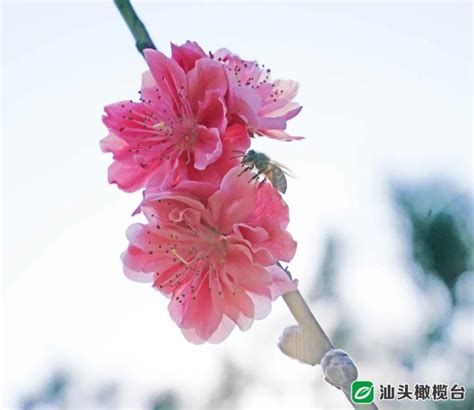 【巨峰寺桃花节摄影图片】巨峰寺风光摄影_太平洋网友_太平洋电脑网摄影部落