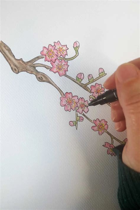 How To Draw A Cherry Blossom Tree In Pencil How To Draw A Cherry Tree,