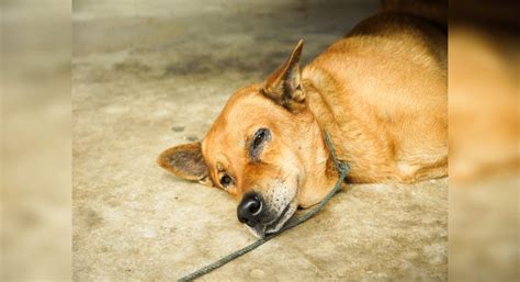 A dog blessing devotees at Maharashtra's Ganesha temple is its newest ...