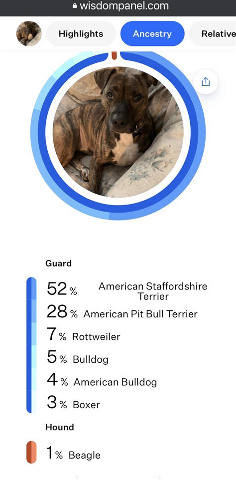 My dog Ed’s Wisdom Panel Results : r/DoggyDNA