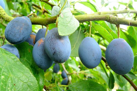 Damson - Wikipedia
