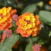 Image result for Early Spring Flowers Annuals