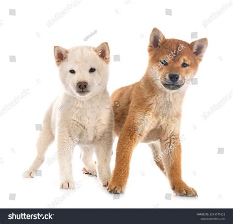 White Shiba Inus