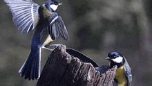 Image result for First Fit Placement Algorithm