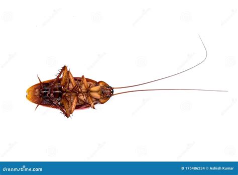 Scientific Name : Periplaneta Americana. Detailed Closeup of American Hissing Cockroach Ventral ...