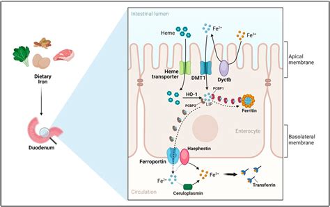 Iron Absorption: Molecular and Pathophysiological Aspects