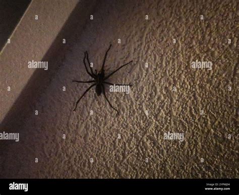 Giant House Spider (Eratigena atrica Stock Photo - Alamy