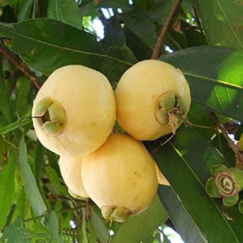 GreenEarth Original Sweet Rose Apple Plant,Gulab Jamun Plant (Air ...