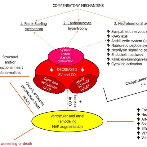 Image result for Heart Failer Compensatory Processes