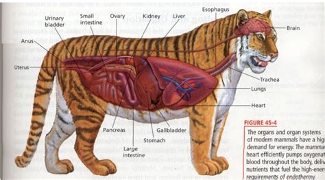 ingestion in tiger explain briefly with diagram - Brainly.in