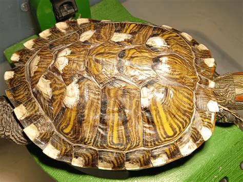 Image result for How to Fix a Turtle Shell