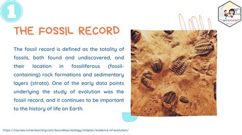 Fossil Record Evidence For Evolution