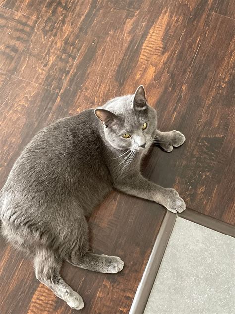 Today is Bear's 5th birthday🥳 : r/dustkitties